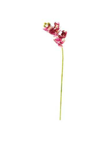 Orquídea para la decoración de verano en escaparates de tiendas o comercios