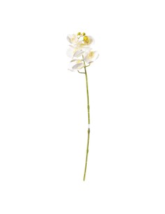 Orquídea para la decoración de verano en escaparates de tiendas o comercios