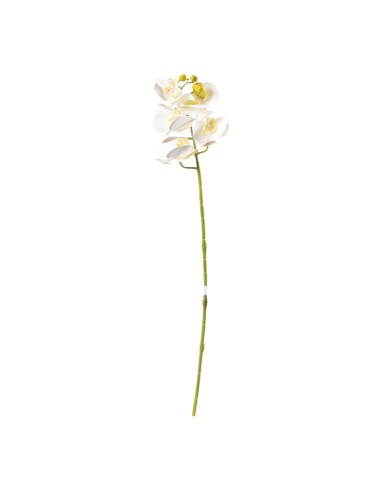 Orquídea para la decoración de verano en escaparates de tiendas o comercios