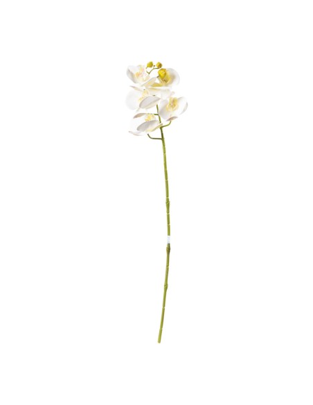 Orquídea para la decoración de verano en escaparates de tiendas o comercios