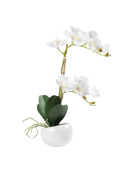 Orquídea en maceta para la decoración de verano en escaparates de tiendas o comercios