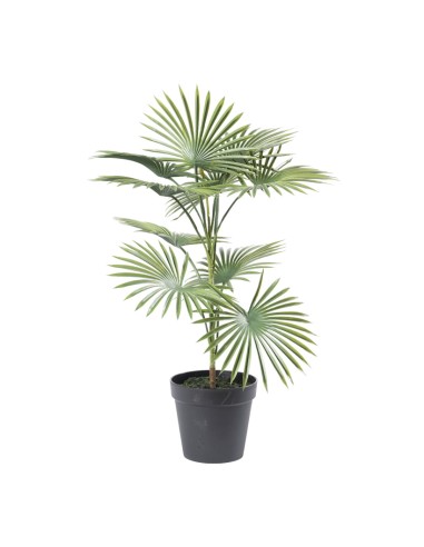 Palma en maceta para la decoración de verano en escaparates de tiendas o comercios