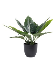 Aureum bonsai en maceta para la decoración de verano en escaparates de tiendas o comercios