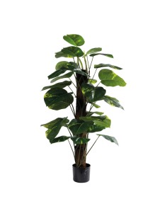 Dieffenbachia para la decoración de verano en escaparates de tiendas o comercios