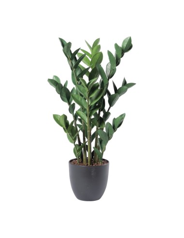 Planta zamioculcas zamiifolia para la decoración de verano en escaparates de tiendas o comercios