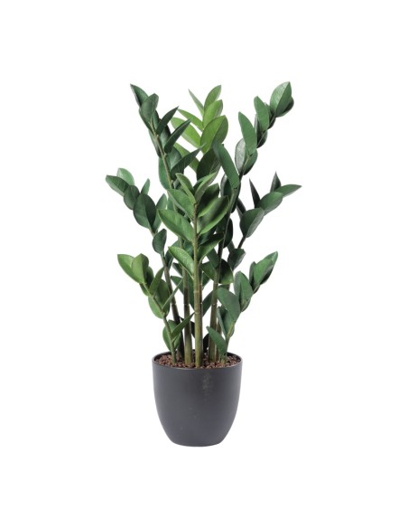 Planta zamioculcas zamiifolia para la decoración de verano en escaparates de tiendas o comercios