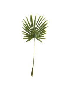 Hoja de palma de abanico para la decoración de verano en escaparates de tiendas o comercios