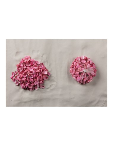 Conchas en red para la decoración de verano en escaparates de tiendas o comercios