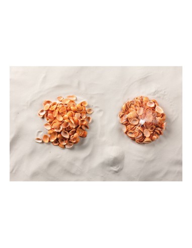 Conchas en red para la decoración de verano en escaparates de tiendas o comercios
