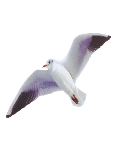 Gaviota voladora para la decoración de verano en escaparates de tiendas o comercios
