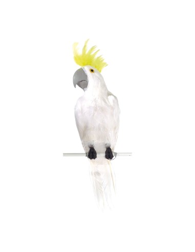 Cacatúa para la decoración de verano en escaparates de tiendas o comercios