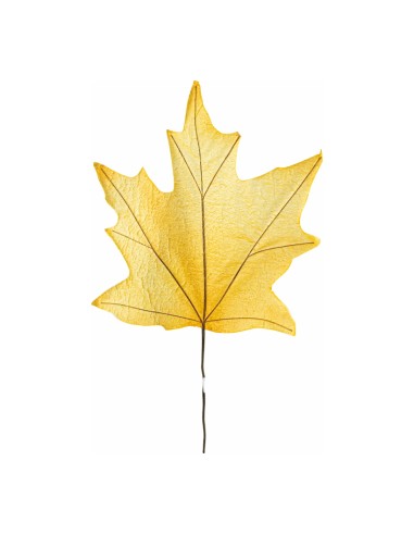 Hoja de arce  para escaparates de otoño en tiendas y centros comerciales
