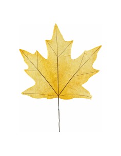 Hoja de arce para escaparates de otoño en tiendas y centros comerciales