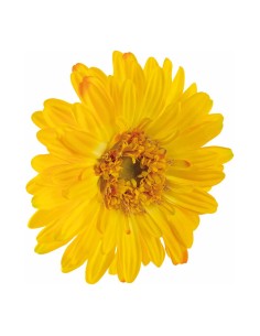 Cabeza de flor gerbera para escaparates veraniegos con helados en tiendas