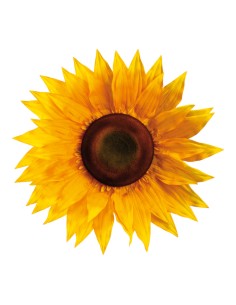 Flor girasol para escaparates veraniegos con helados en tiendas