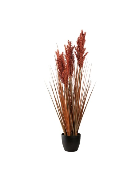 Planta en maceta para la decoración otoñal de escaparates y espacios