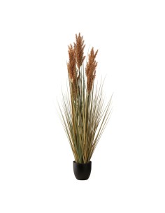 Planta en maceta para la decoración otoñal de escaparates y espacios