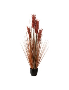 Planta en maceta para la decoración otoñal de escaparates y espacios