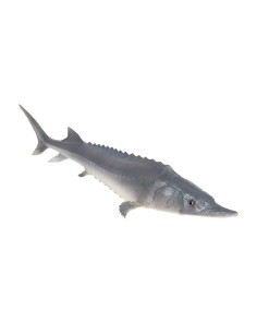 Imitación de esturión pez para pescaderías y la decoración de escaparates de tiendas o comercios 2