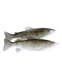 Imitación de truchas de rio para pescaderías y la decoración de escaparates de tiendas o comercios 2