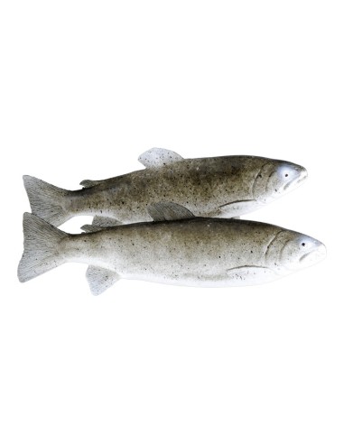 Imitación de truchas de rio para pescaderías y la decoración de escaparates de tiendas o comercios
