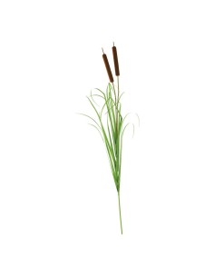 Planta aquática espadaña-gladio para la decoración de fiestas populares y escaparates 2