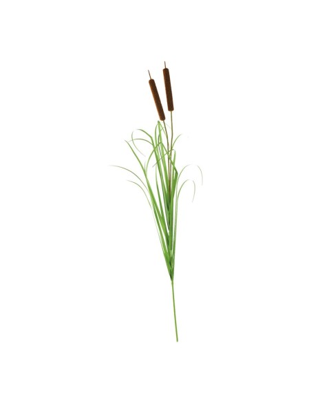 Planta aquática espadaña-gladio para la decoración de fiestas populares y escaparates