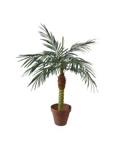 Palma fénix en maceta para la decoración de verano en escaparates de tiendas o comercios 2