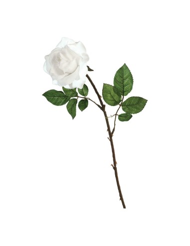 Rosa para la decoración en del día de los enamorados
