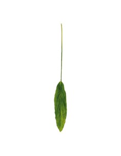 Hoja de dracaena para la decoración de verano en escaparates de tiendas o comercios 2