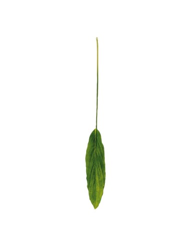 Hoja de dracaena para la decoración de verano en escaparates de tiendas o comercios