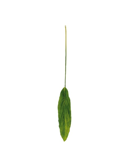 Hoja de dracaena para la decoración de verano en escaparates de tiendas o comercios