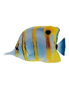 Pez tropical para la decoración de verano en escaparates de tiendas o comercios 2