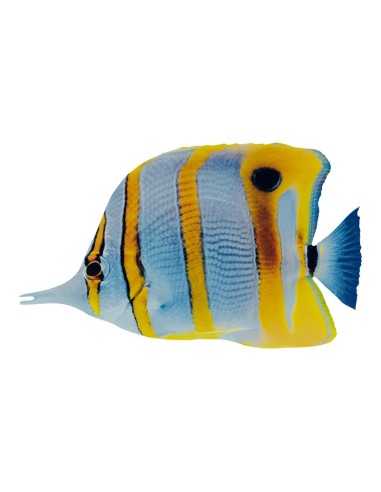 Pez tropical para la decoración de verano en escaparates de tiendas o comercios