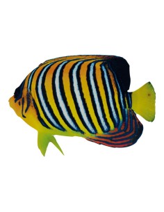 Pez tropical para la decoración de verano en escaparates de tiendas o comercios 2