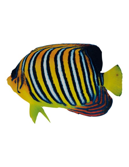 Pez tropical para la decoración de verano en escaparates de tiendas o comercios