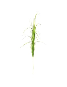 Junco para la decoración de verano en escaparates de tiendas o comercios 2