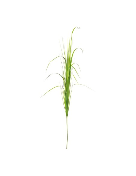 Junco para la decoración de verano en escaparates de tiendas o comercios
