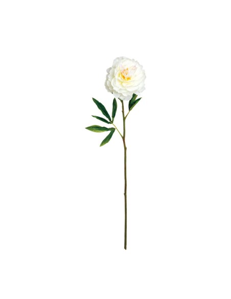 Peonía para la decoración en del día de los enamorados