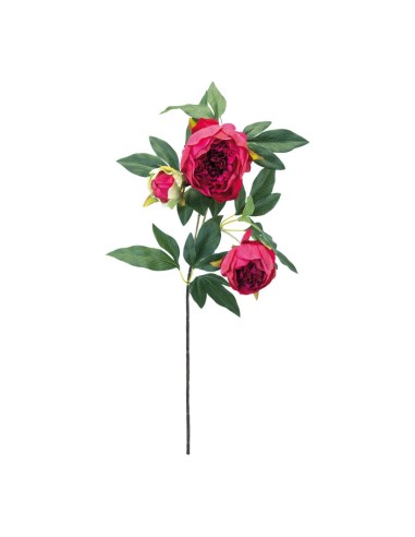Peonía para la decoración en del día de los enamorados