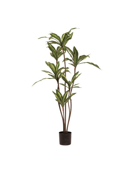 Árbol de dracaena para la decoración de verano en escaparates de tiendas o comercios