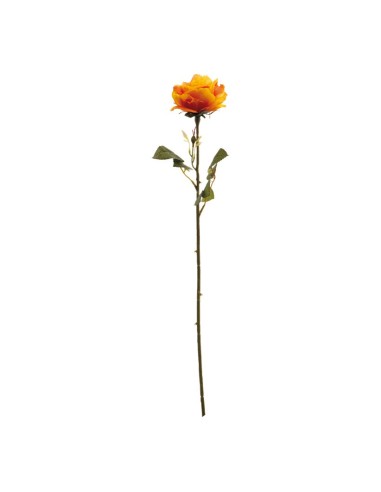 Rosa para la decoración en del día de los enamorados