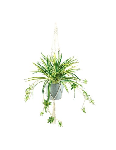 Planta araña para la decoración de verano en escaparates de tiendas o comercios