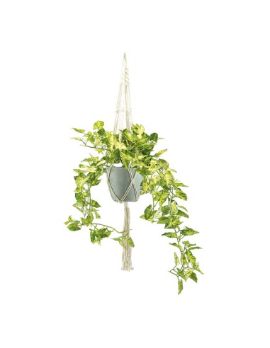 Hiedra para la decoración de verano en escaparates de tiendas o comercios