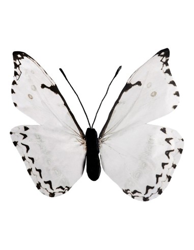Mariposa para la decoración de verano en escaparates de tiendas o comercios