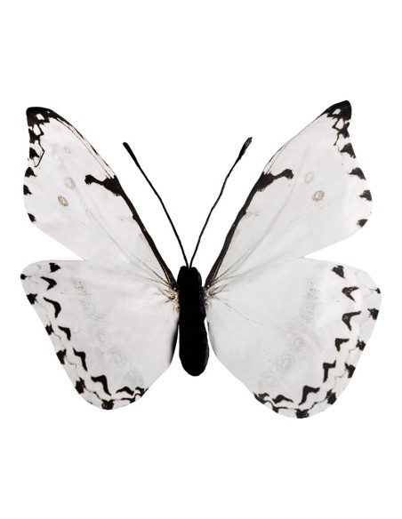 Mariposa para la decoración de verano en escaparates de tiendas o comercios