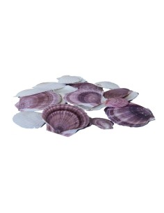 Conchas en red para la decoración de verano en escaparates de tiendas o comercios 2