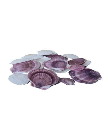 Conchas en red para la decoración de verano en escaparates de tiendas o comercios