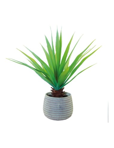 Aloe vera para la decoración de verano en escaparates de tiendas o comercios