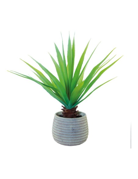 Aloe vera para la decoración de verano en escaparates de tiendas o comercios